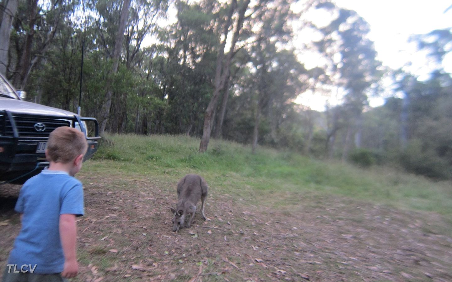 15-Inquisitive kangaroo.JPG